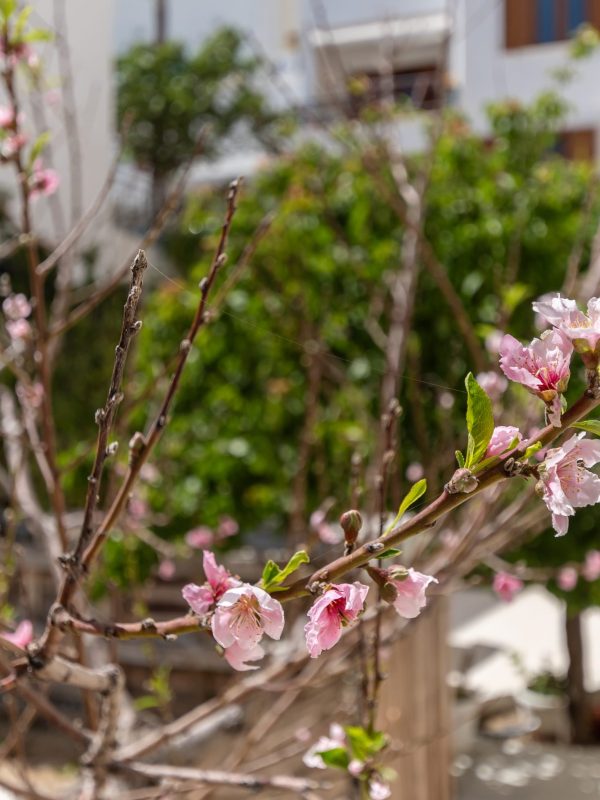 Amaranto Naxos 2024_0061